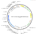 AAV-hSyn-Cre-mTagBFP2-WPRE-hGH polyA