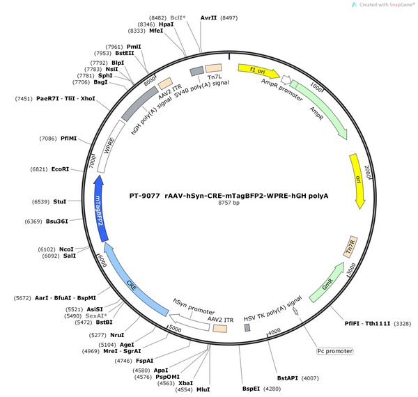 AAV-hSyn-Cre-mTagBFP2-WPRE-hGH polyA