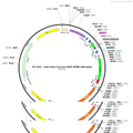 AAV-hSyn-Con/Fon-EGFP-WPRE-hGH polyA