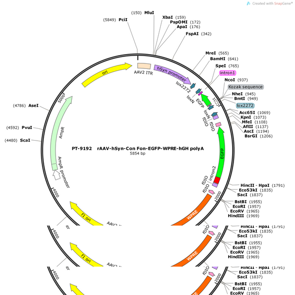 AAV-hSyn-Con/Fon-EGFP-WPRE-hGH polyA