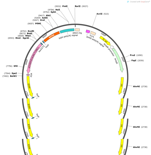 AAV-EF1a-DIO-oChIEF(E163A/T199C)-P2A-EYFP-WPRE-polyA