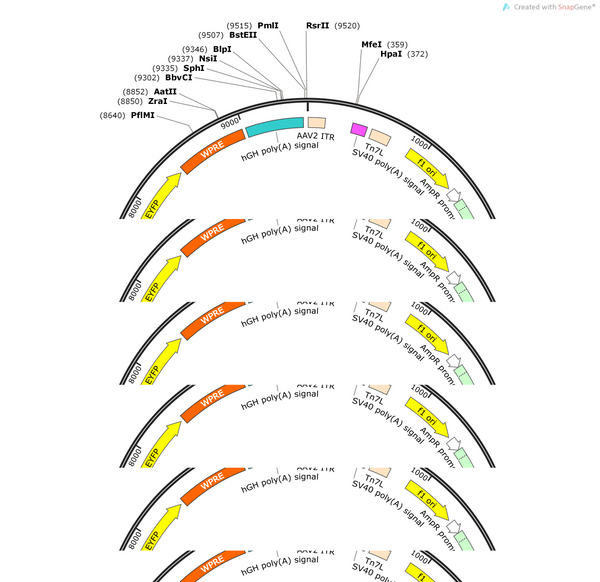 AAV-GAD1(m)-hChR2(H134R)-EYFP-WPRE-hGH polyA