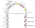 AAV-RAM-d2TTA::TRE-DIO-hM4D(GI)-EGFP- WPRE-BGH polyA
