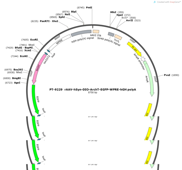 AAV-hSyn-DIO-ArchT-EGFP-WPRE-hGH polyA