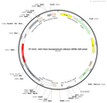 AAV-hSyn-Synaptophysin-mRuby2-WPRE-polyA