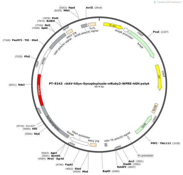 AAV-hSyn-Synaptophysin-mRuby2-WPRE-polyA