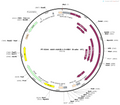 AAV8-1.3×HBV(B-adw,AY)