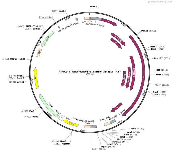 AAV8-1.3×HBV(B-adw,AY)