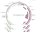 AAV8-1.3×HBV(B-adw, MT)