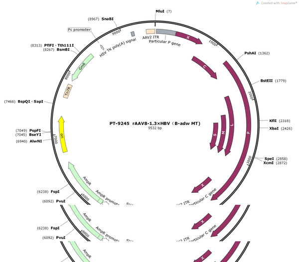 AAV8-1.3×HBV(B-adw, MT)