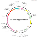 AAV-VGAT1-eNpHR3.0-mCherry-WPRE-hGH polyA