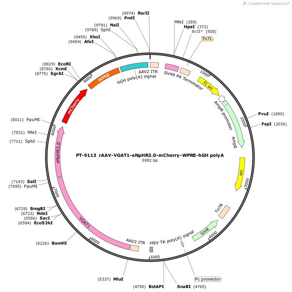 AAV-VGAT1-eNpHR3.0-mCherry-WPRE-hGH polyA