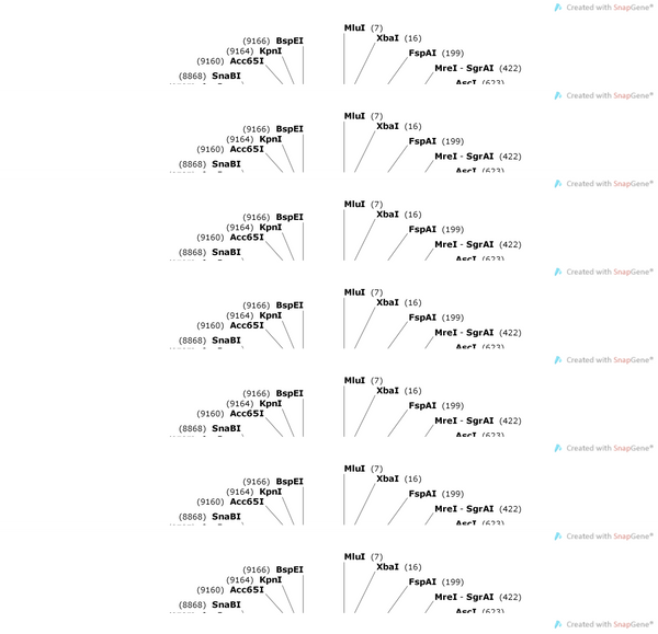 AAV-hSyn-fDIO-hM4D(Gi)-EGFP-WPRE-hGH polyA