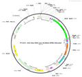 AAV-hSyn-fDIO-axon-GCaMp6s-WPRE-hGH polyA