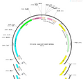 AAV-SP7-EGFP-WPREs