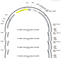 pAAV-hsyn-Voltron-T2A-GFP