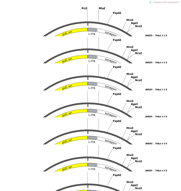 pAAV-hsyn-WHaloCaMP1a--T2A-GFP