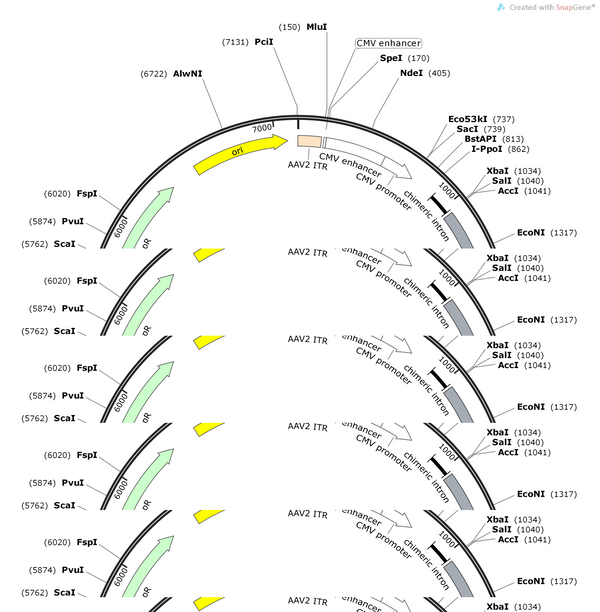 AAV-CMV-ACh3.0-WPRE-PA