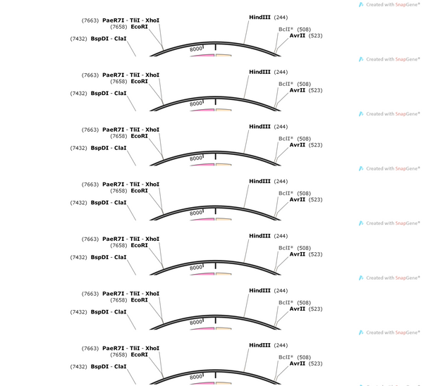 AAV-CGRP-Cre-WPREs