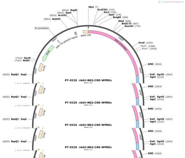 AAV-NG2-cre-WPREs