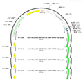 AAV-EF1a-DIO-TK-GFP-WPRE-hGH pA
