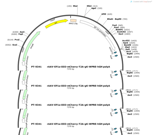 AAV-EF1a-DIO-mCh-2A-gK-WPRE-hGH PA