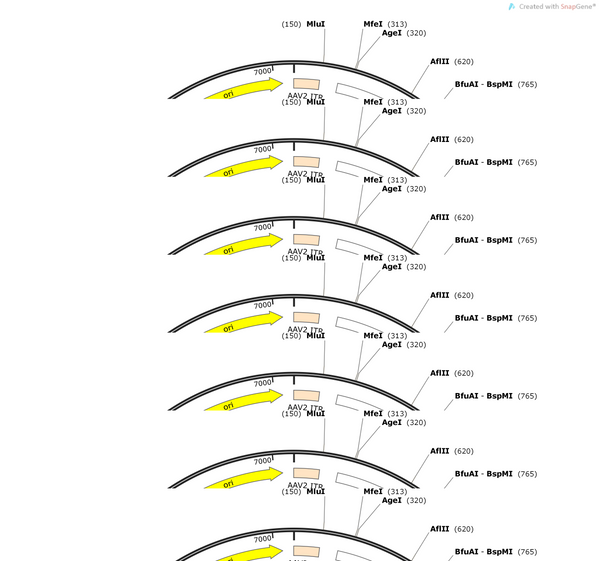 AAV-EF1a-mCh-2A-gK-WPRE-hGH PA