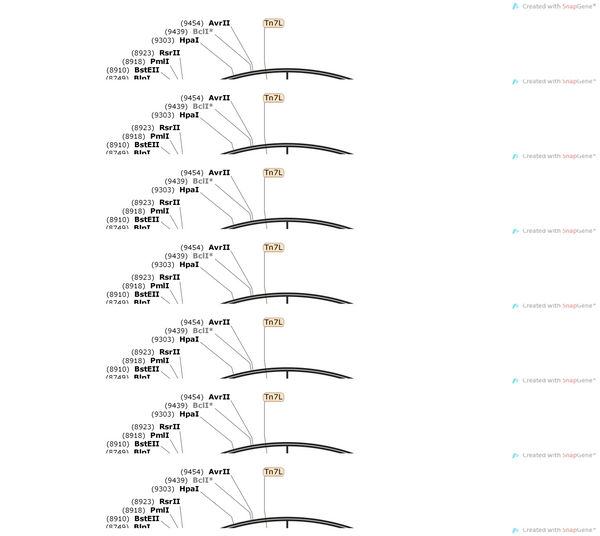 AAV-EF1α-DIO-hChR2(H134R)-EGFP-WPRE-hGH polyA