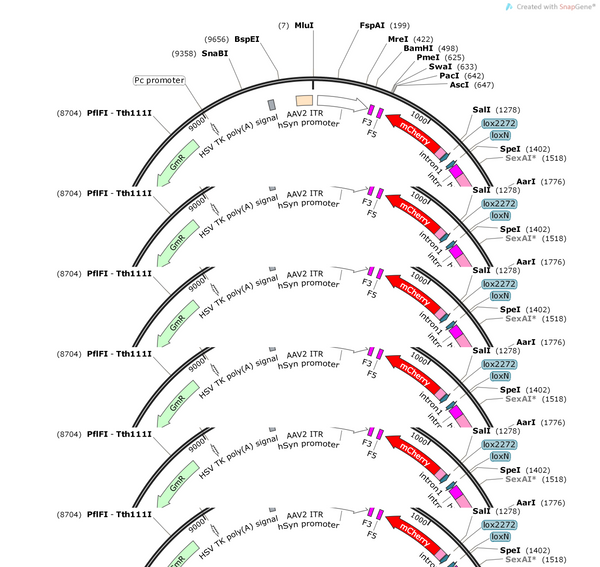 AAV-hsyn-Con/Fon-hM4D(Gi)-mCherry-WPRE-hGH polyA