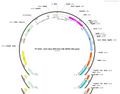 AAV-hsyn-BFP-P2A-Cre-WPRE-hGH polyA