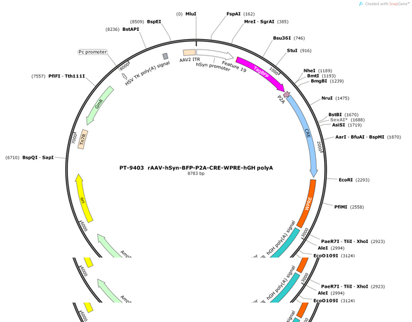 AAV-hsyn-BFP-P2A-Cre-WPRE-hGH polyA