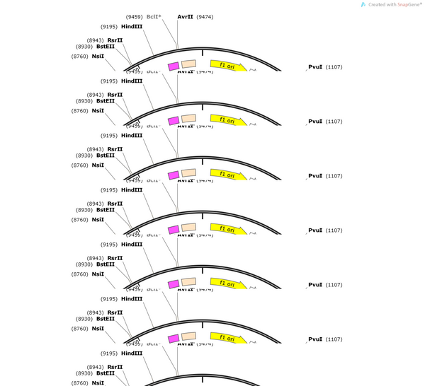 AAV-D1-Con/Fon-hM4D(Gi)-EGFP-WPRE-hGH polyA