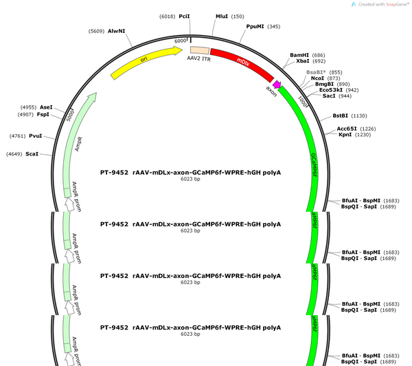 AAV-mDLx-axon-GCaMP6f-WPRE-hGH pA
