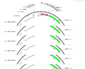AAV-ICAM2-EGFP-WPRE-polyA