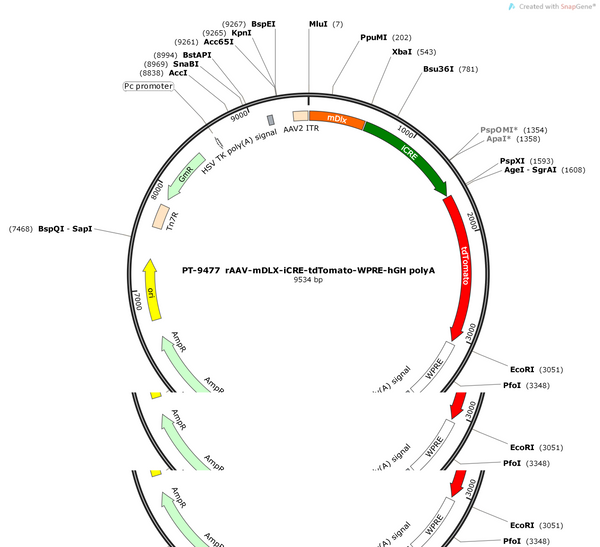 AAV-mDLX-iCRE-tdTomato-WPRE-pA