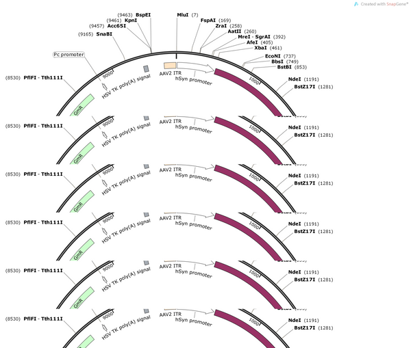 AAV-hsyn-DORs-2A-EGFP-WPREs