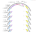AAV-CAG-Cre-P2A-mscralet-WPREs