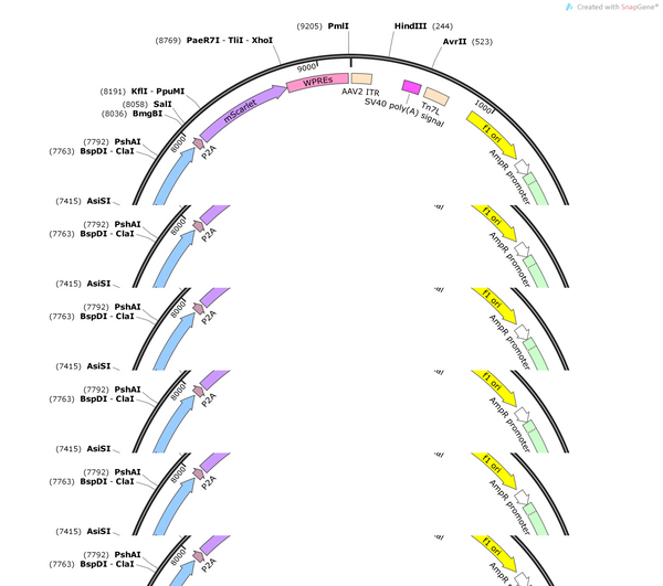 AAV-CAG-Cre-P2A-mscralet-WPREs