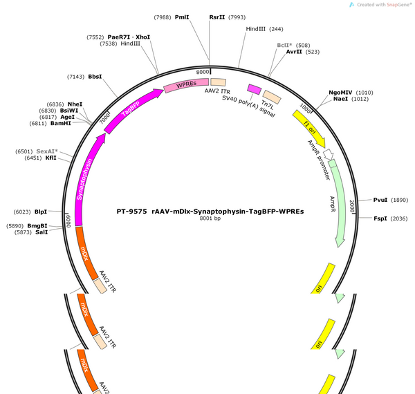 AAV-mDLX-synaptopyhsin-tagBFP-wpres