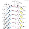 AAV-Iba1-Cre-WPREs