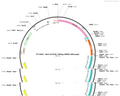 AAV-CX3CR1-3flag-WPRE-hGH polyA