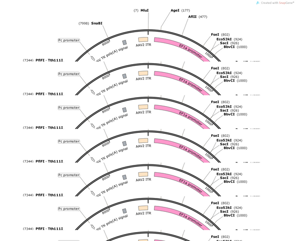 AAV-EF1a-DIO-MSCL-G22S-EYFP-kir2.1-WPREs