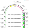 AAV-ChAT-DIO-hM4D(Gi)-EGFP-WPREs