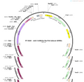 AAV-CaMKIIa-Flp-P2A-tettoxic-WPREs