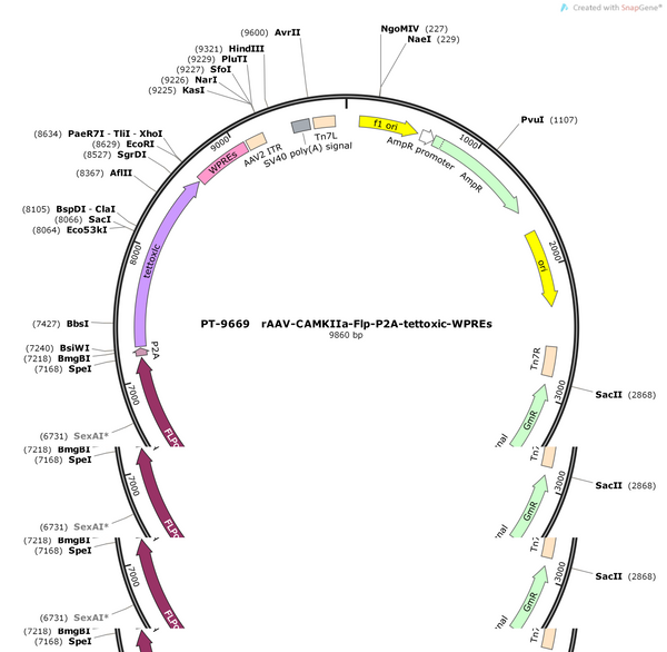 AAV-CaMKIIa-Flp-P2A-tettoxic-WPREs