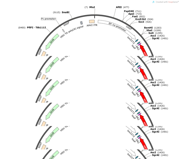 AAV-EF1α-DIO-Jaws-KGC-mCherry- ER2-WPRE-hGH polyA
