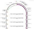 AAV-GFAP(681bp)-iGABASnFR-WPREs