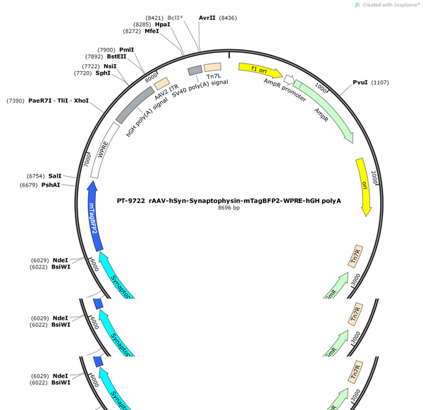 AAV-hSyn-Synaptophysin-mTagBFP2-WPRE-hGH polyA
