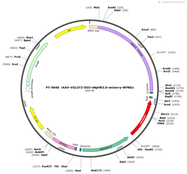 AAV-VGLUT2-DIO-eNpHR3.0-mCherry-WPREs