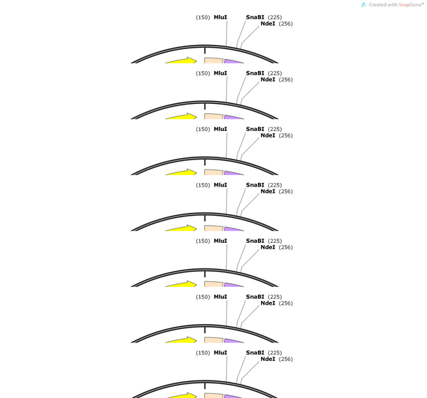 AAV-VGLUT1-eNpHR3.0-EGFP-WPRE-hGH-polyA